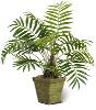 Plants